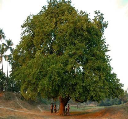 புளியமரமும் நிழலும்